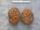 Myrianthus arboreus