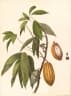 Theobroma subincanum