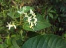 Holarrhena pubescens