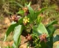 Pentarrhinum insipidum
