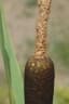 Typha latifolia
