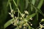 Schinus molle