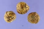 Aleurites moluccanus