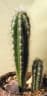 Espostoa lanata