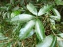 Englerophytum natalense