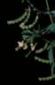 Aeschynomene americana