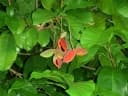 Sterculia monosperma