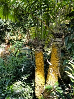 Zamia lindenii