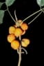 Dysoxylum oppositifolium