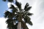 Sabal domingensis
