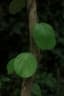 Triclisia subcordata