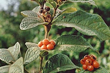 Cordia nodosa