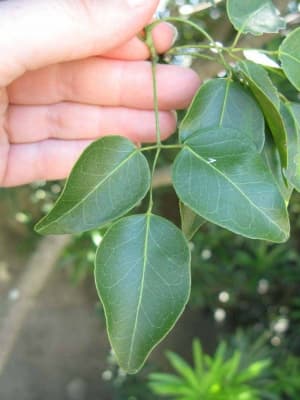 Amyris elemifera