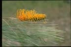 Grevillea pteridifolia