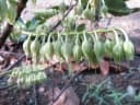 Elaeocarpus dolichostylus