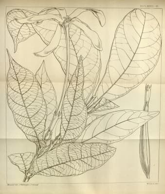 Gardenia vogelii