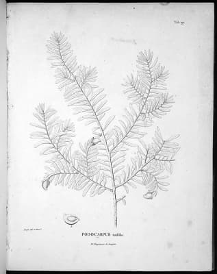 Prumnopitys montana