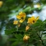 Senna bicapsularis