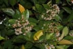 Syzygium myrtifolium