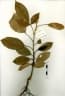 Aglaia elaeagnoidea