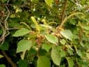 Homalanthus populifolius