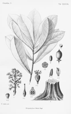 Synsepalum msolo