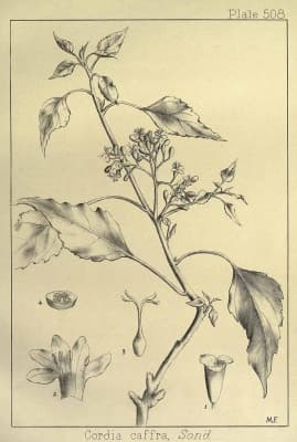 Cordia caffra