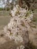 Feretia apodanthera