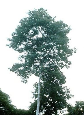 Paratecoma peroba