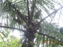 Astrocaryum confertum