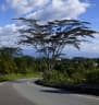 Albizia carbonaria