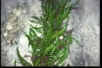 Asplenium trichomanes