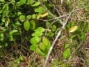 Guatteria schomburgkiana