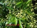 Helietta apiculata