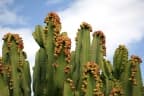 Euphorbia abyssinica