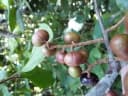 Prunus arborea