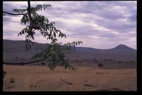 Melia volkensii
