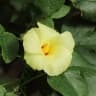 Gossypium barbadense