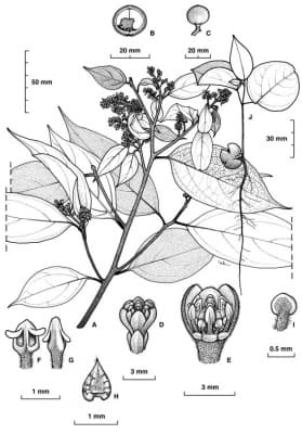 Cryptocarya cocosoides