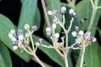 Clibadium surinamense