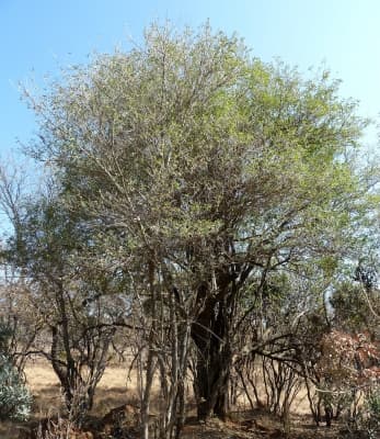 Volkameria glabra