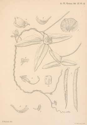 Dysolobium pilosum