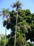 Syagrus cocoides