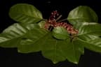 Sterculia parviflora