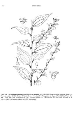Pouzolzia sanguinea