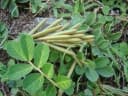 Indigofera hendecaphylla