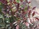 Leea guineensis