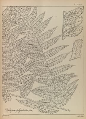 Allantodia aspera