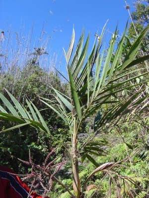 Geonoma orbignyana