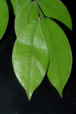 Sindora wallichii